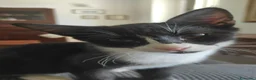 Meticcio gatti in regalo: Oreo  - Annuncio 2