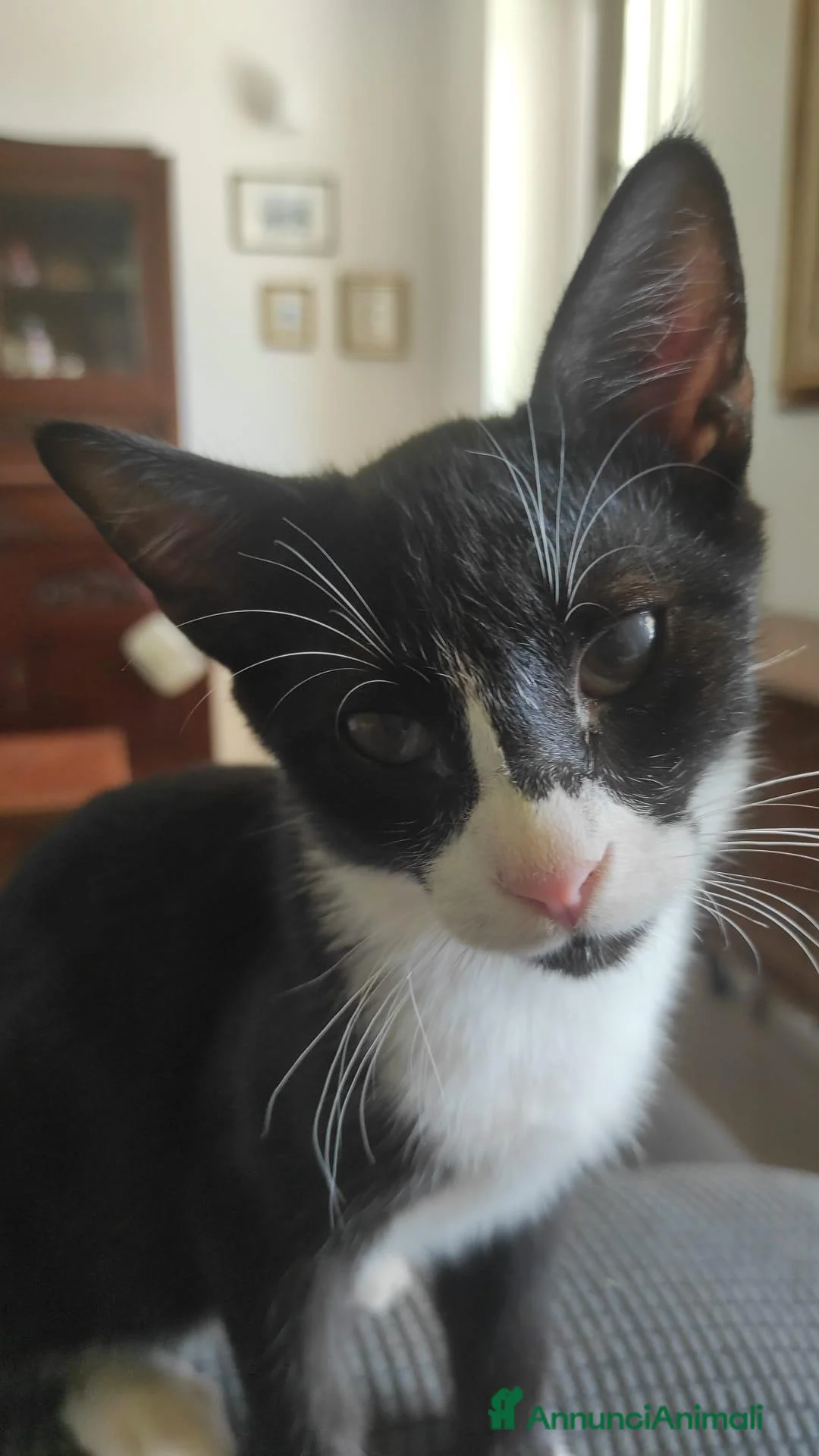 Meticcio gatti in regalo: Oreo  - Annuncio 2