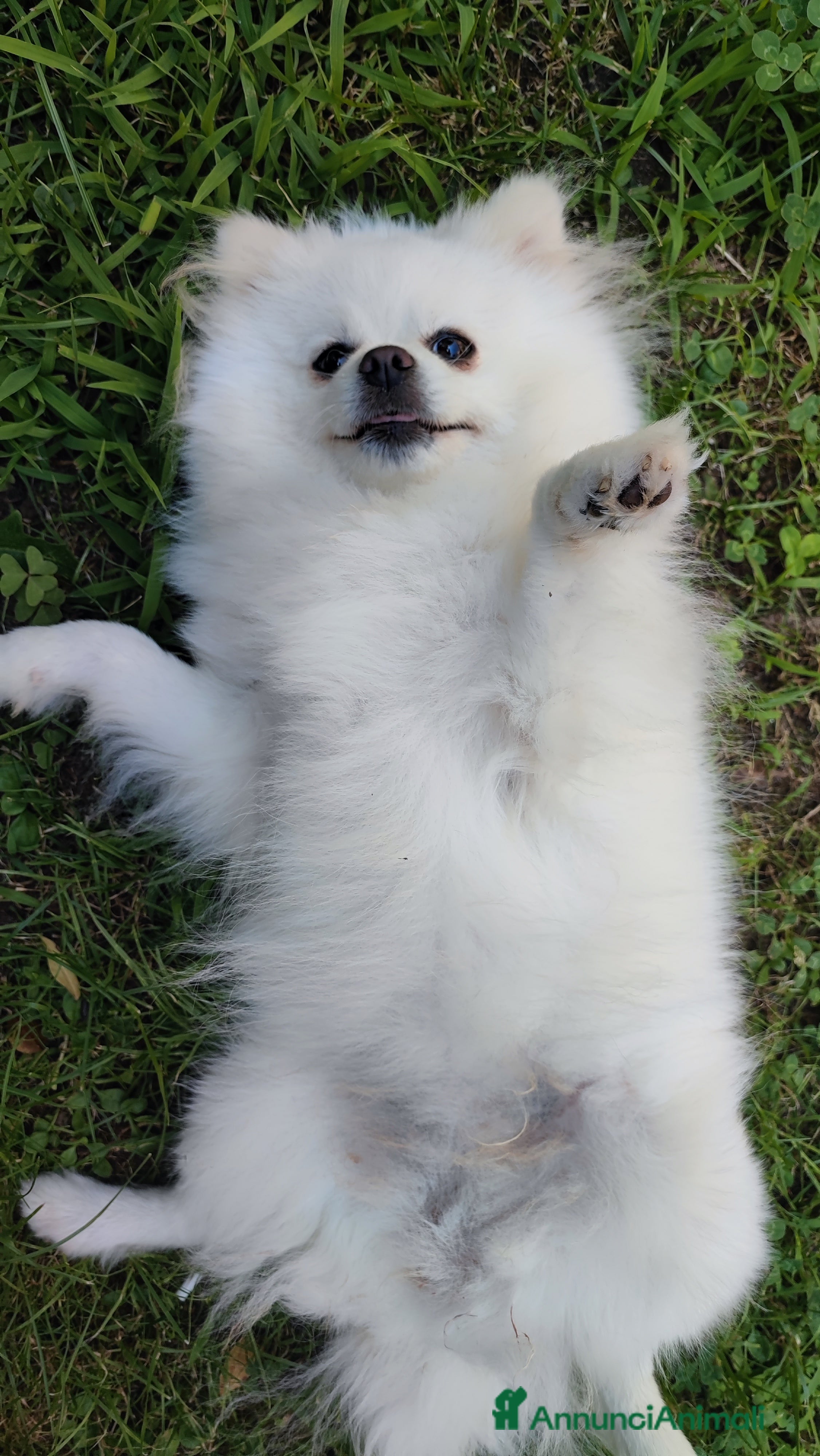 Volpino Pomerania cani Volpini di pomerania massimo 3 kg - Annuncio 1