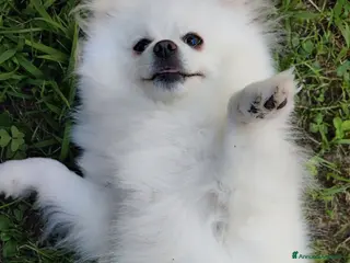 Volpino Pomerania cani Volpini di pomerania massimo 3 kg - Annuncio 4