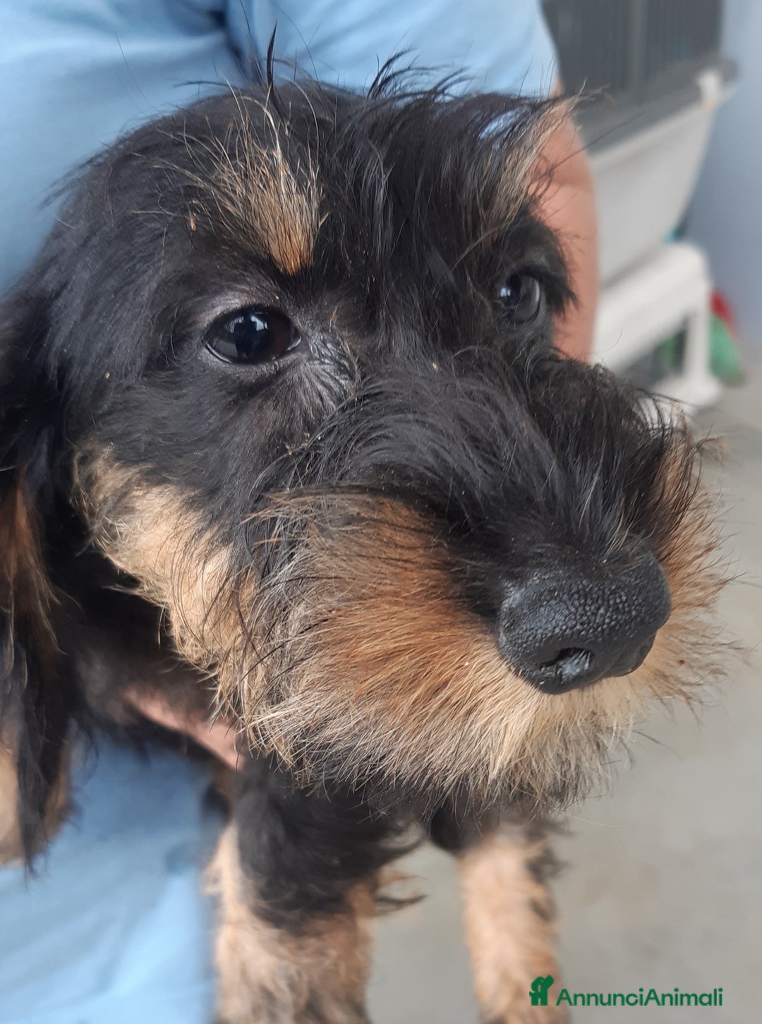 Bassotto cani in vendita: Bassotti pelo duro fogliasecca  - Annuncio 5