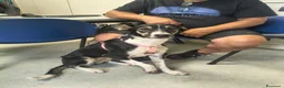 Meticcio cani in regalo: A Bologna, 2 anni, 16 chili circa  - Annuncio 2