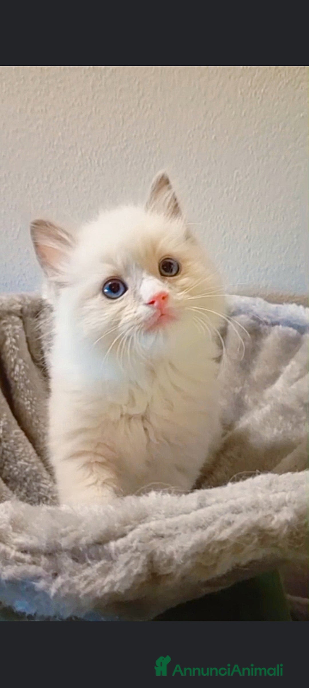 Ragdoll gatti in vendita: Cuccioli ragdoll  a Provincia di Mantova - Immagine 2
