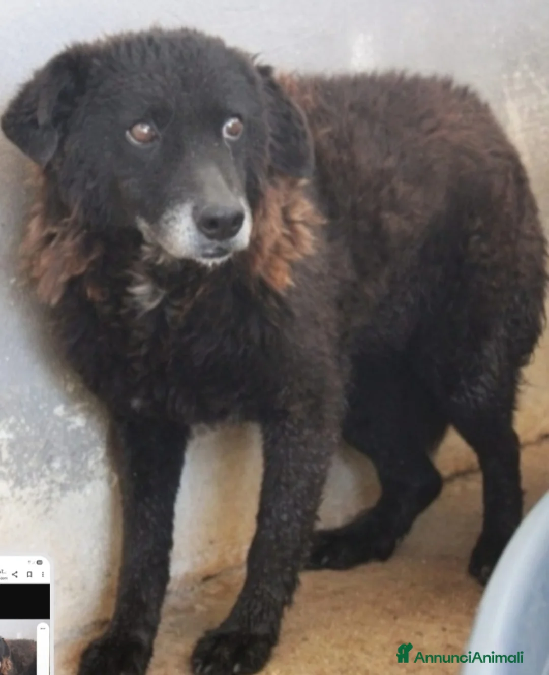 Meticcio cani in regalo: Nerina 10/11anni entrata in box ad 1mese!ROMA - Annuncio 2