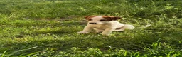 Jack Russell cani in vendita: Cucciolo Maschio Jack Russell terrier pelo liscio a Provincia di Pavia - Annuncio 14