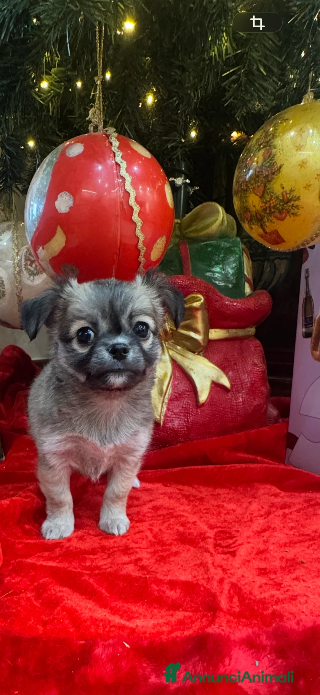 Chihuahua cani in vendita: Cuccioli chihuahua pelo lungo - Annuncio 5