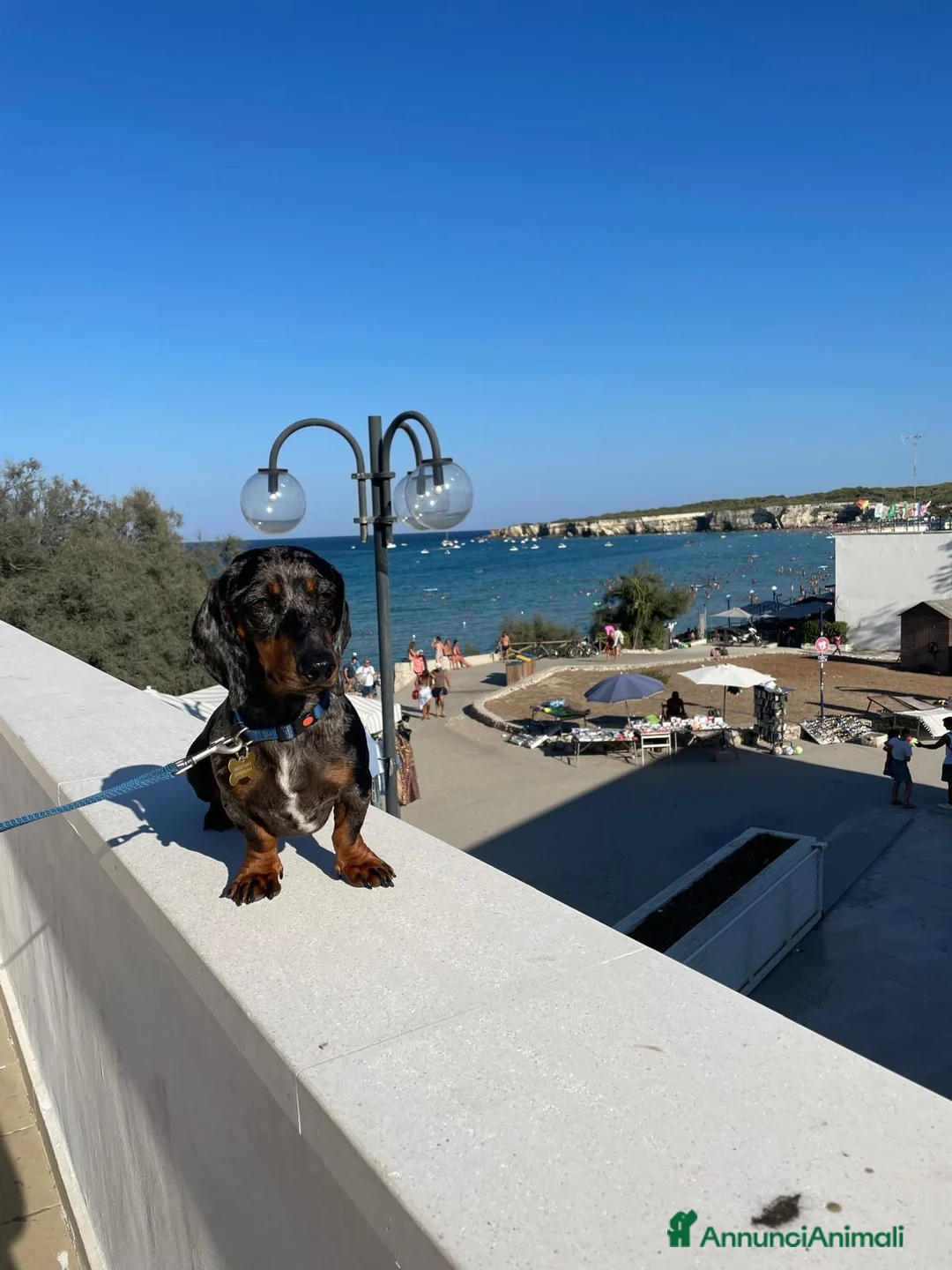 Bassotto cani per accoppiamento: Cercasi bassottina per accoppiamento  a Città metropolitana di Milano - Annuncio 2