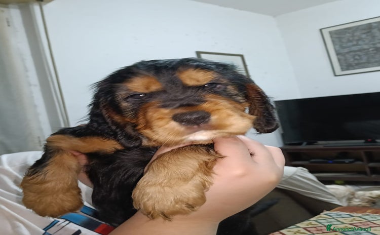 Cocker cani a Provincia di Terni - Annuncio 9
