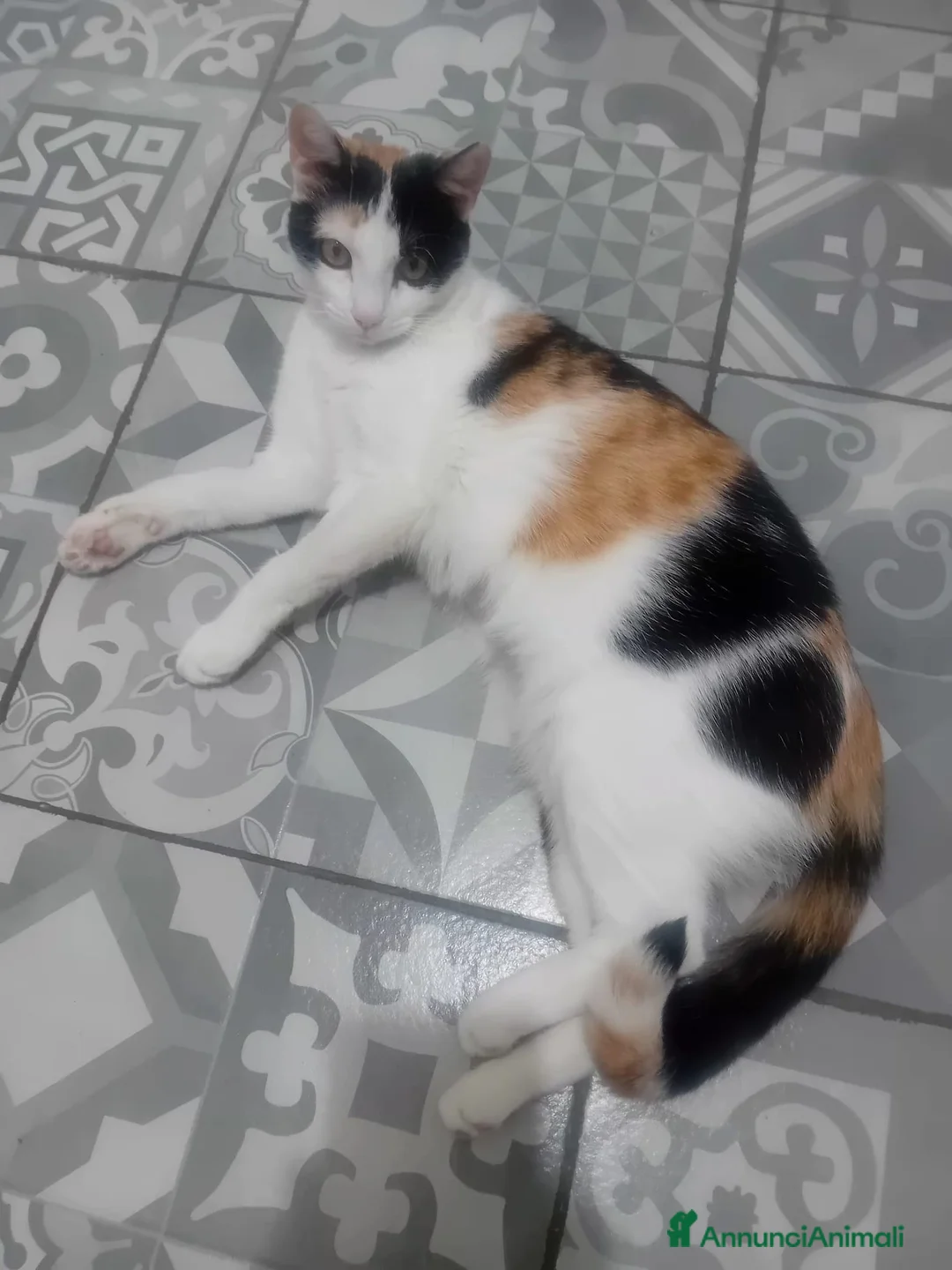 Meticcio gatti in regalo: Gattina tricolore  - Annuncio 2