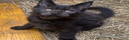 Maine Coon gatti in vendita: Cucciolo black smoke di maine coon (Tequila) - Annuncio 11