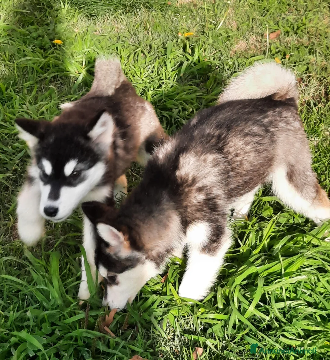 Alaskan Malamute cani in vendita: Alaskan Malamute cucciole - Annuncio 5