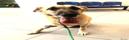 Meticcio cani in regalo: NONNA PERLA STA' MORENDO!!!!trovata2 mesi fa - Annuncio 1