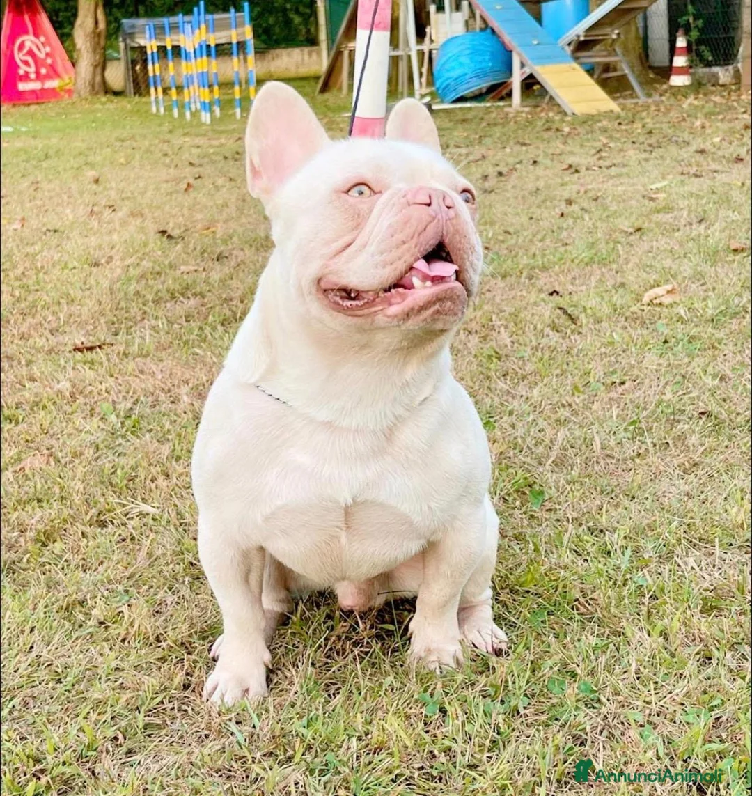 Bulldog Francese cani in vendita: Cuccioli di bulldog francese - Annuncio 20