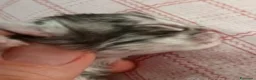 Norvegese gatti in vendita:  Gattini norvegesi delle foreste con pedigree a Provincia di Ferrara - Annuncio 3