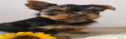 Yorkshire cani in vendita: Yorkshire Terrier  a Libero consorzio comunale di Agrigento - Annuncio 10