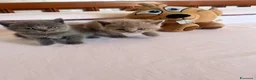 Scottish gatti in vendita: Gattini schottish  - Annuncio 7