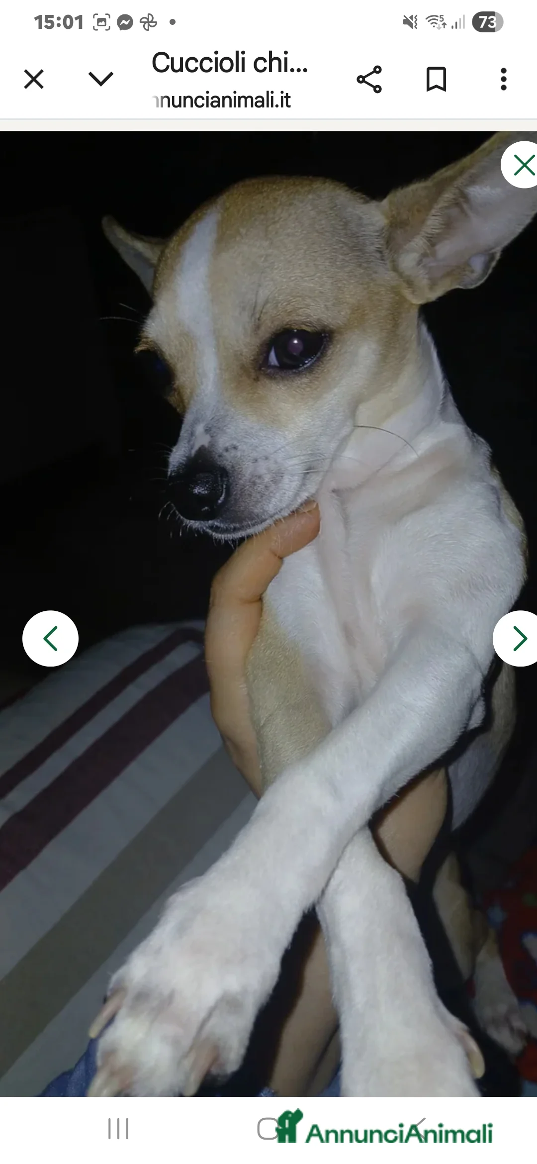 Chihuahua cani in vendita: Cuccioli di chihuahua - Annuncio 3