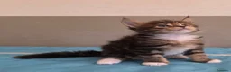 Maine Coon gatti in vendita: Litter F Dolci Fusa - Annuncio 11