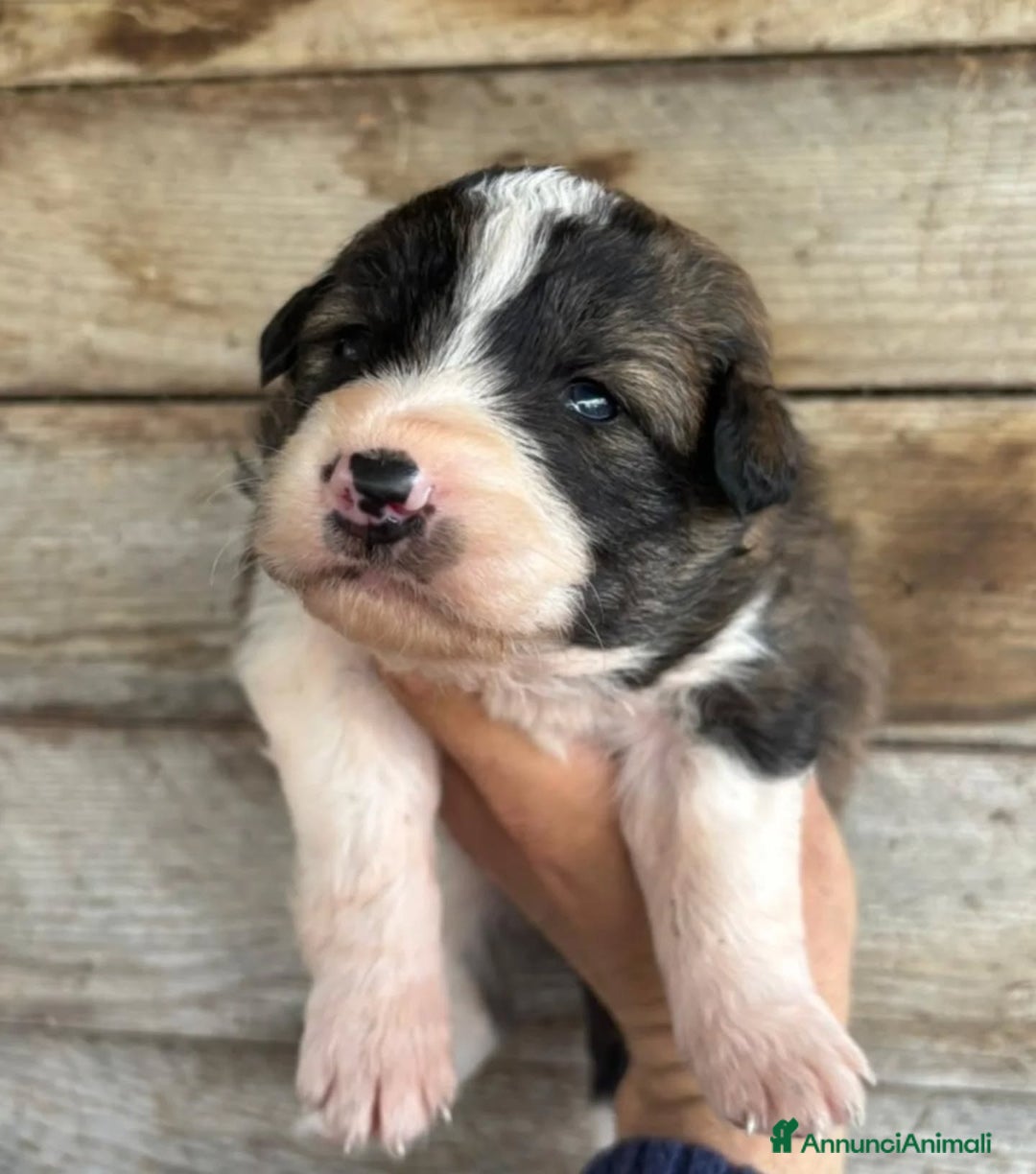 Meticcio cani in regalo: CESARE dolce cucciolo futura taglia media adozione - Annuncio 4