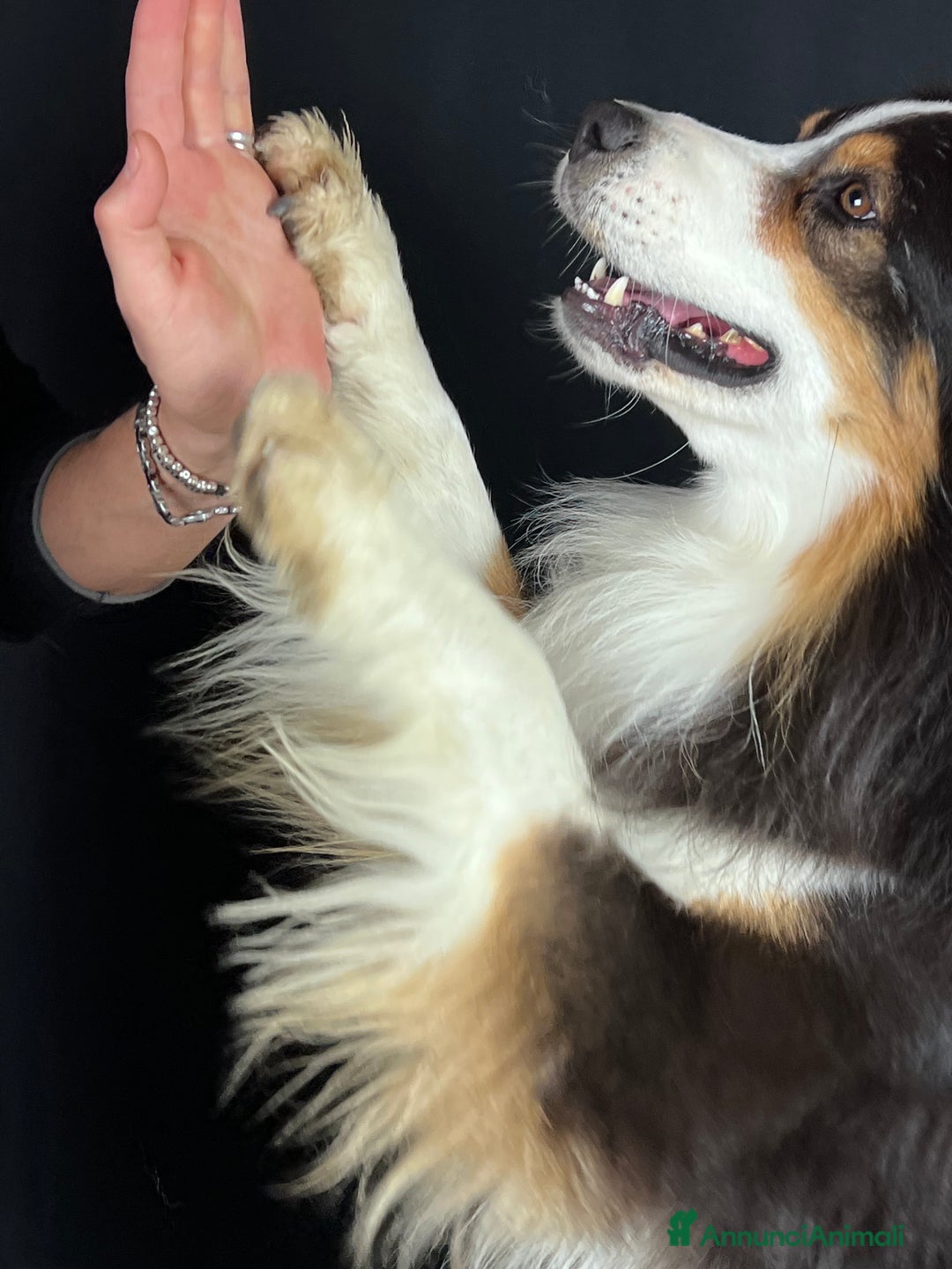 Australian Shepherd cani in vendita: Adulto australian shepherd  a Provincia di Rimini - Immagine 3
