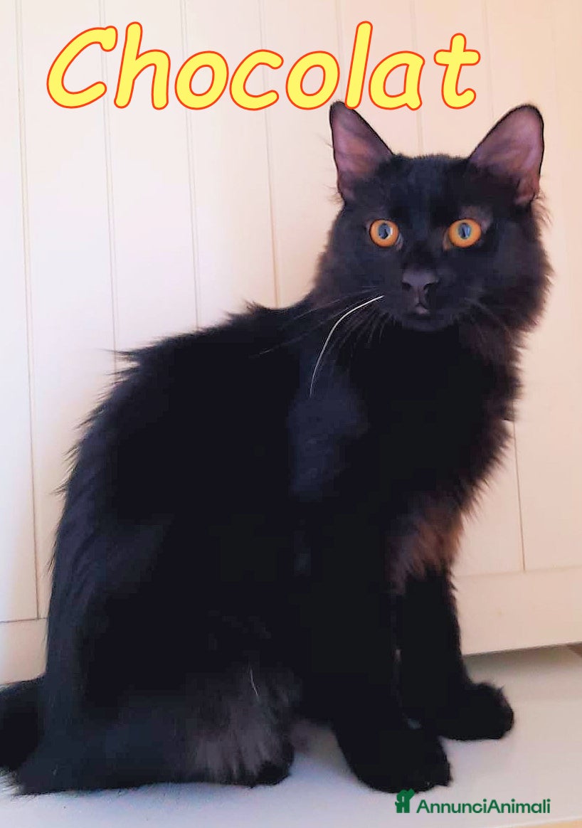 Europeo gatti CHOCOLAT CERCA CASA!  - Annuncio 2