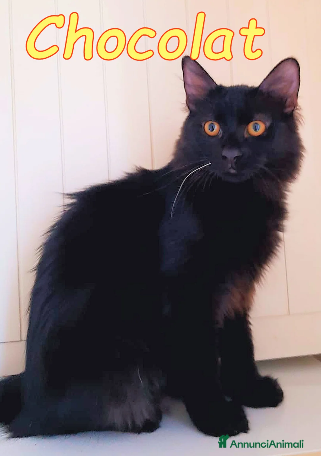 Europeo gatti in regalo: CHOCOLAT CERCA CASA!  - Annuncio 2