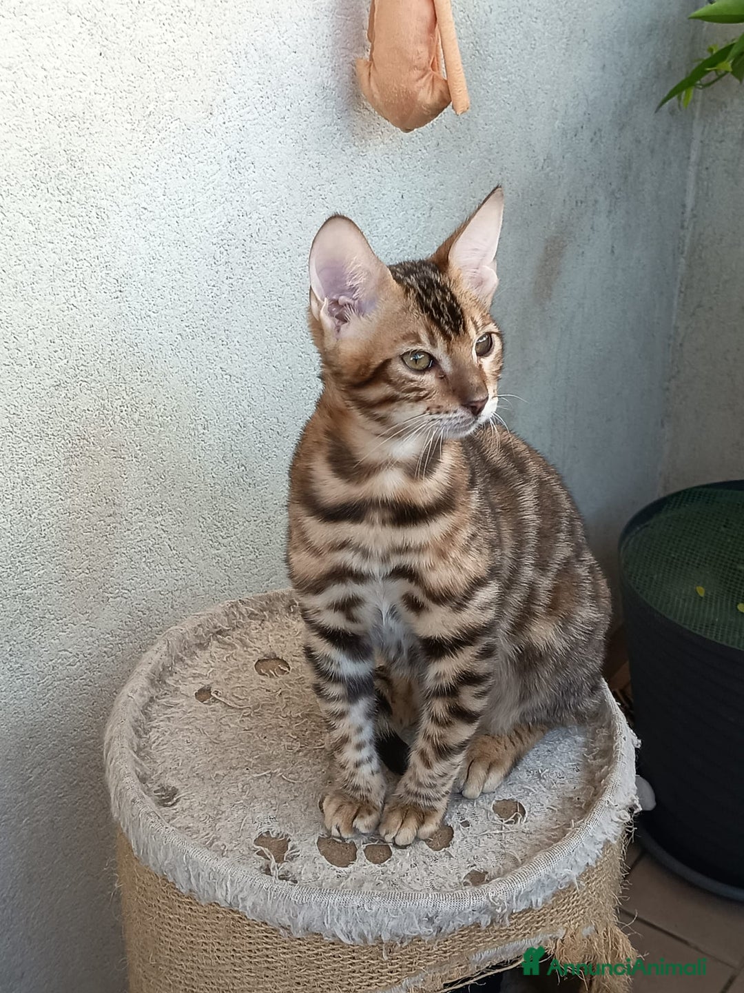 Bengala gatti in vendita: Cuccioli bengala - Annuncio 1