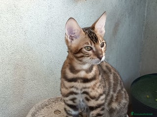Bengala gatti Cuccioli bengala - Annuncio 16