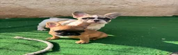 Bulldog Francese cani in vendita: Cucciola bulldog francese frmmina - Annuncio 6