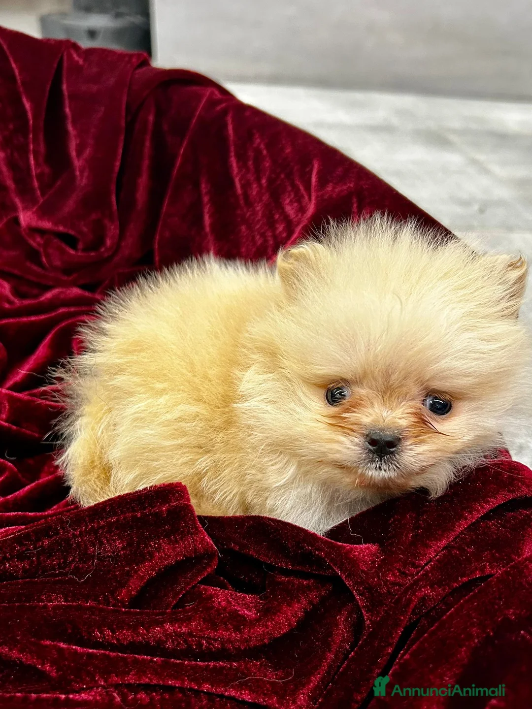 Spitz cani in vendita: Spitz Pomerania  - Annuncio 6