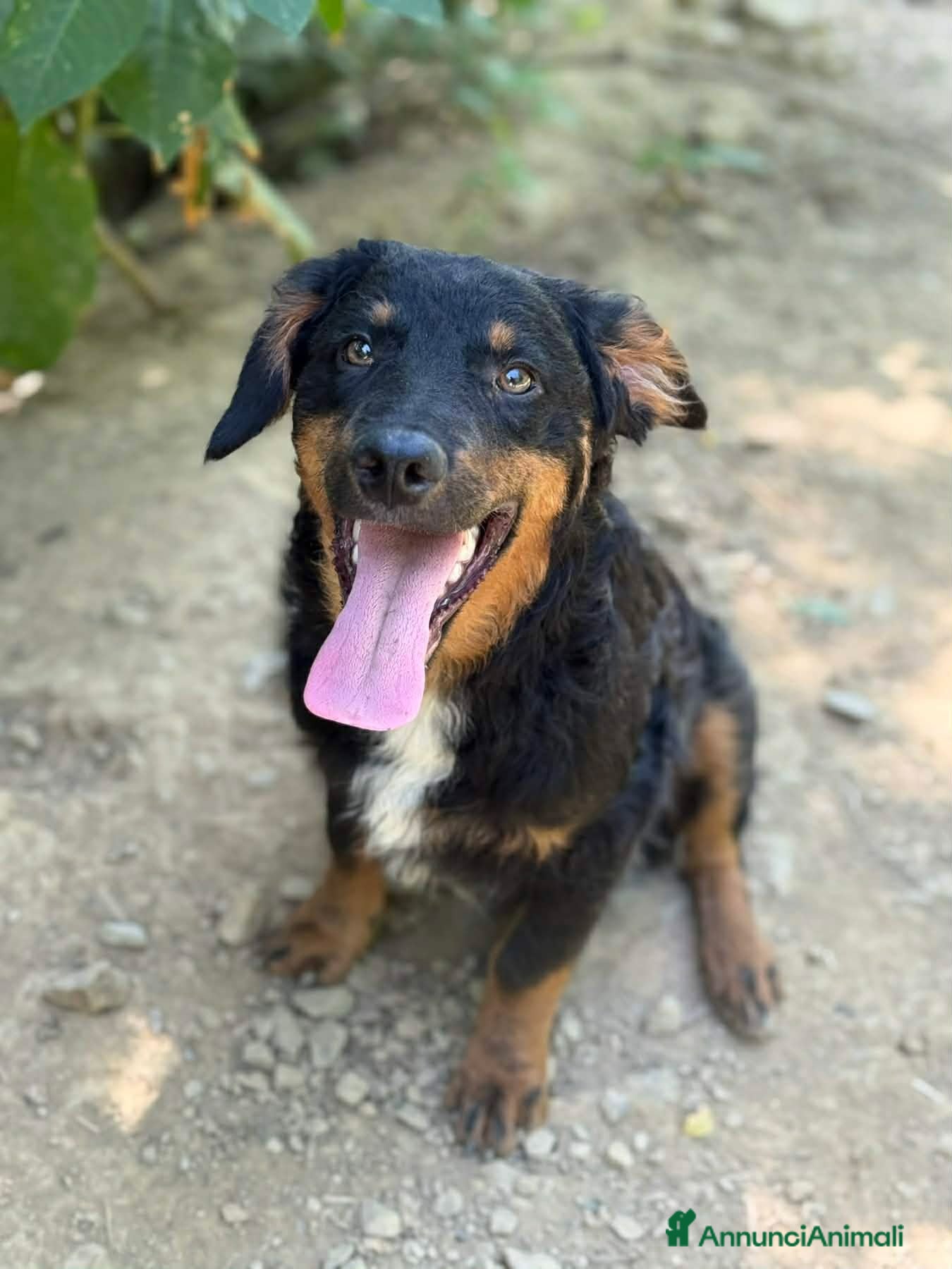 Meticcio cani ZAYN, il cucciolo più affettuoso della terra! - Annuncio 9