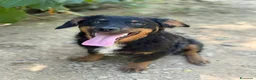 Meticcio cani in regalo: ZAYN, il cucciolo più affettuoso della terra! - Annuncio 1