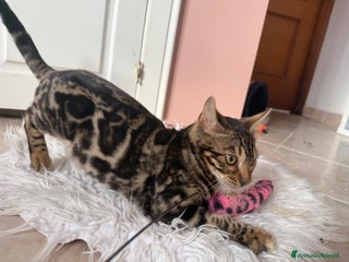 Bengala gatti Stupendo bengala brown - Annuncio 11