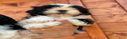 Shih Tzu cani in vendita: Cuccioli di Shi-tzu - Annuncio 36