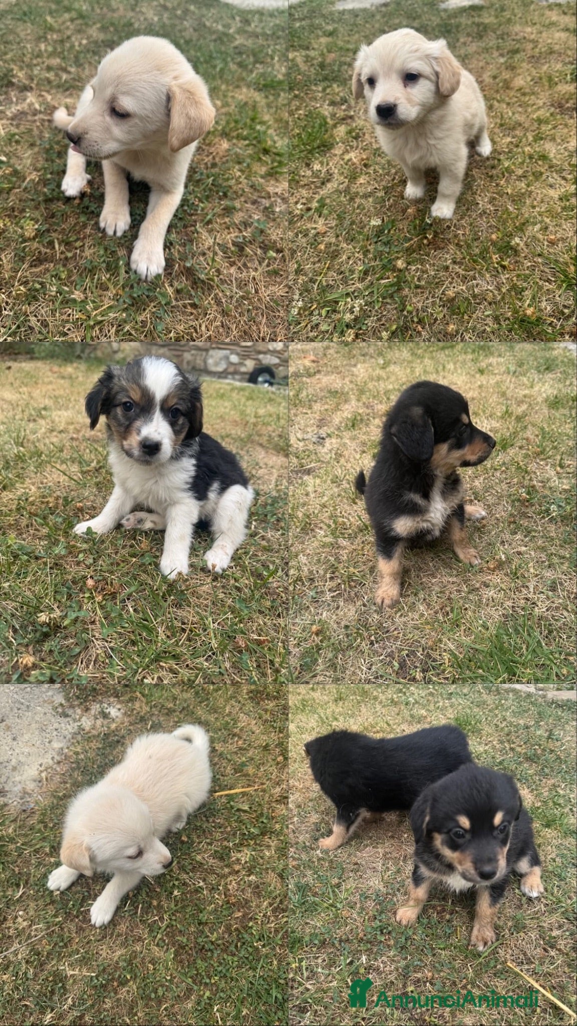 Meticcio cani Cuccioli cercano casa - Annuncio 2
