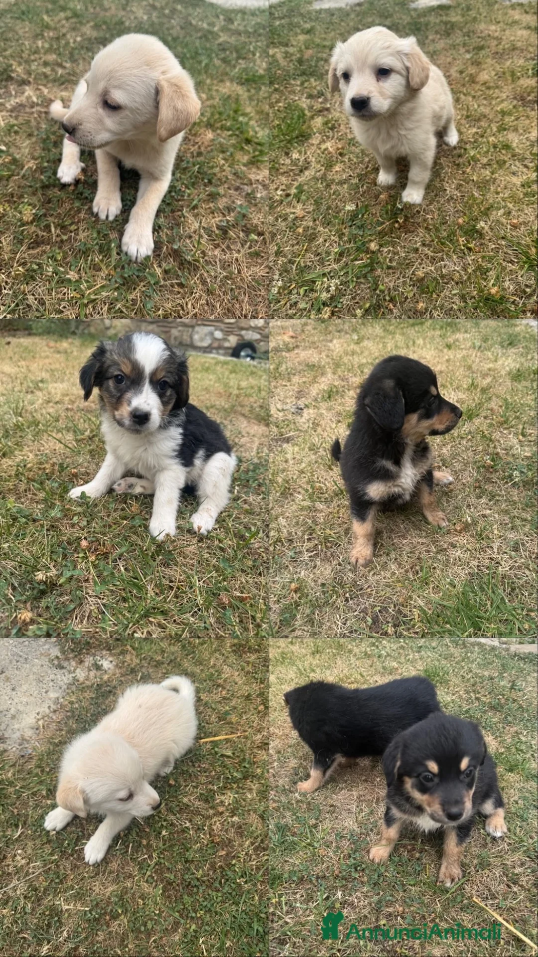Meticcio cani in regalo: Cuccioli cercano casa a Provincia di Avellino - Annuncio 1