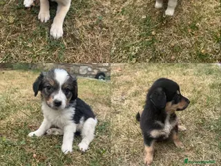 Meticcio cani Cuccioli cercano casa - Annuncio 1