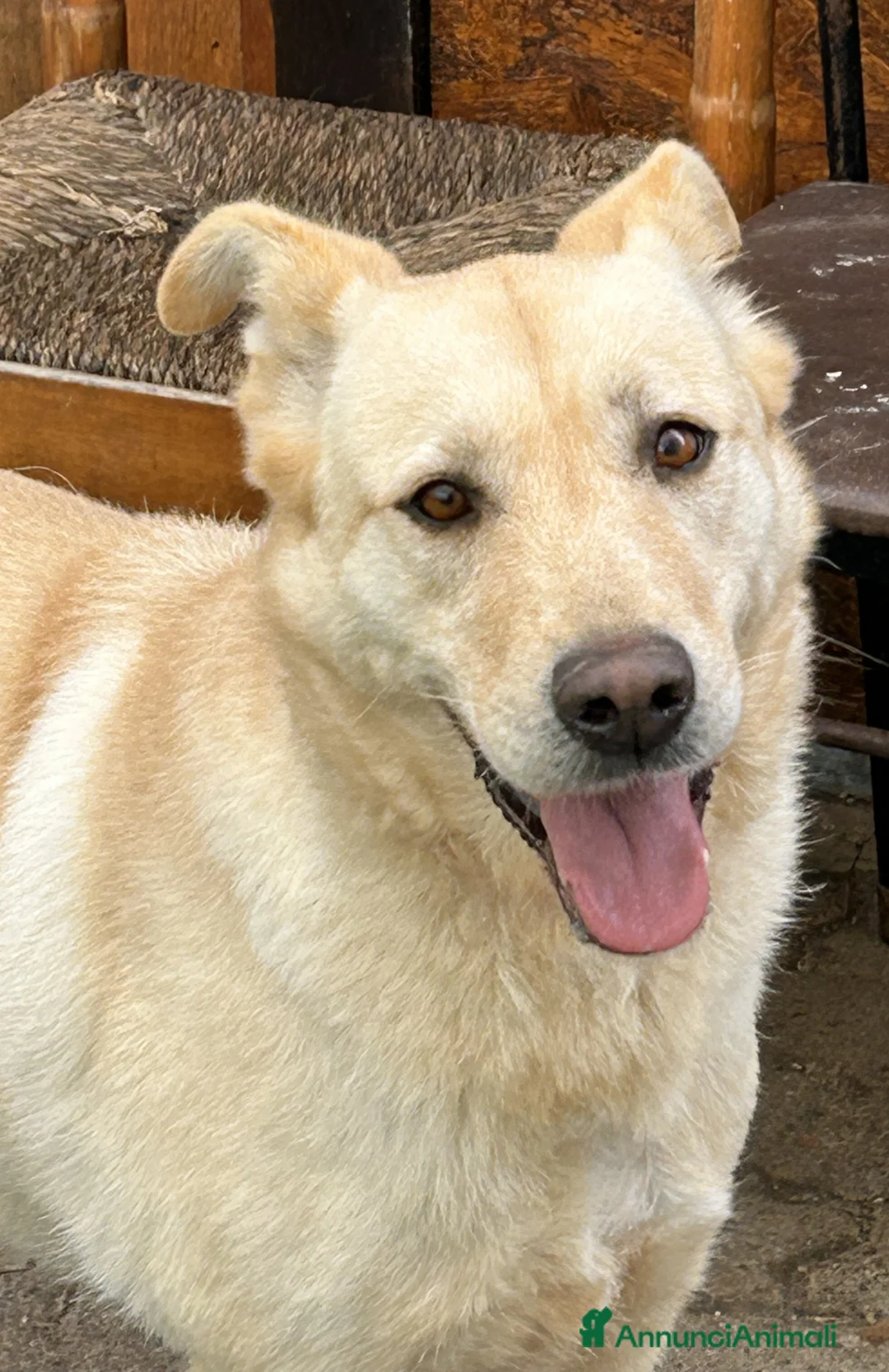 Meticcio cani in regalo: CAMI dolcissima labrador - Annuncio 4