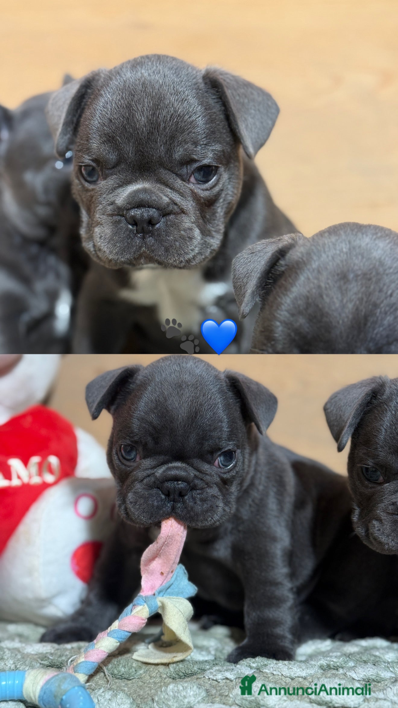 Bulldog Francese cani Cuccioli di Bulldog Francese - Annuncio 2