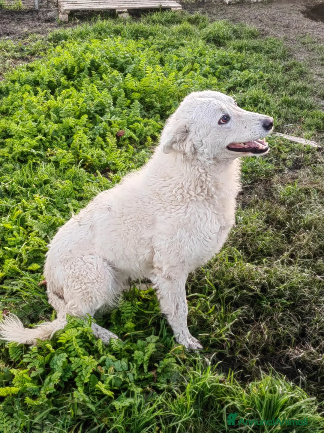 Meticcio cani in regalo: Claudia: 2 anni, taglia media, socievole  - Annuncio 13