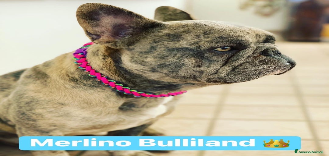 Immagine della galleria {{count}}