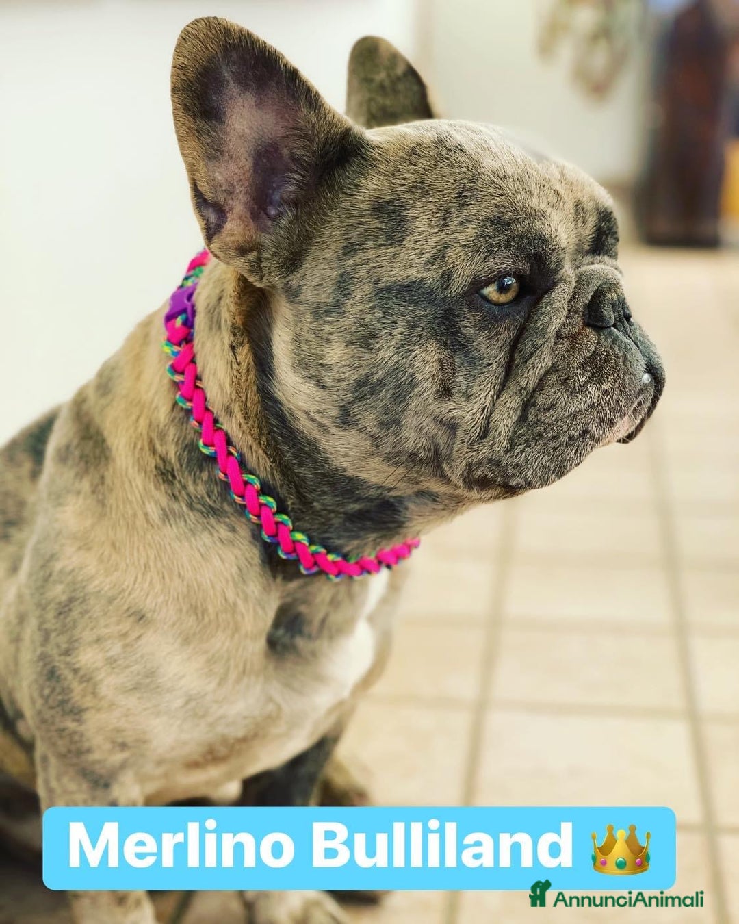 Immagine della galleria {{count}}