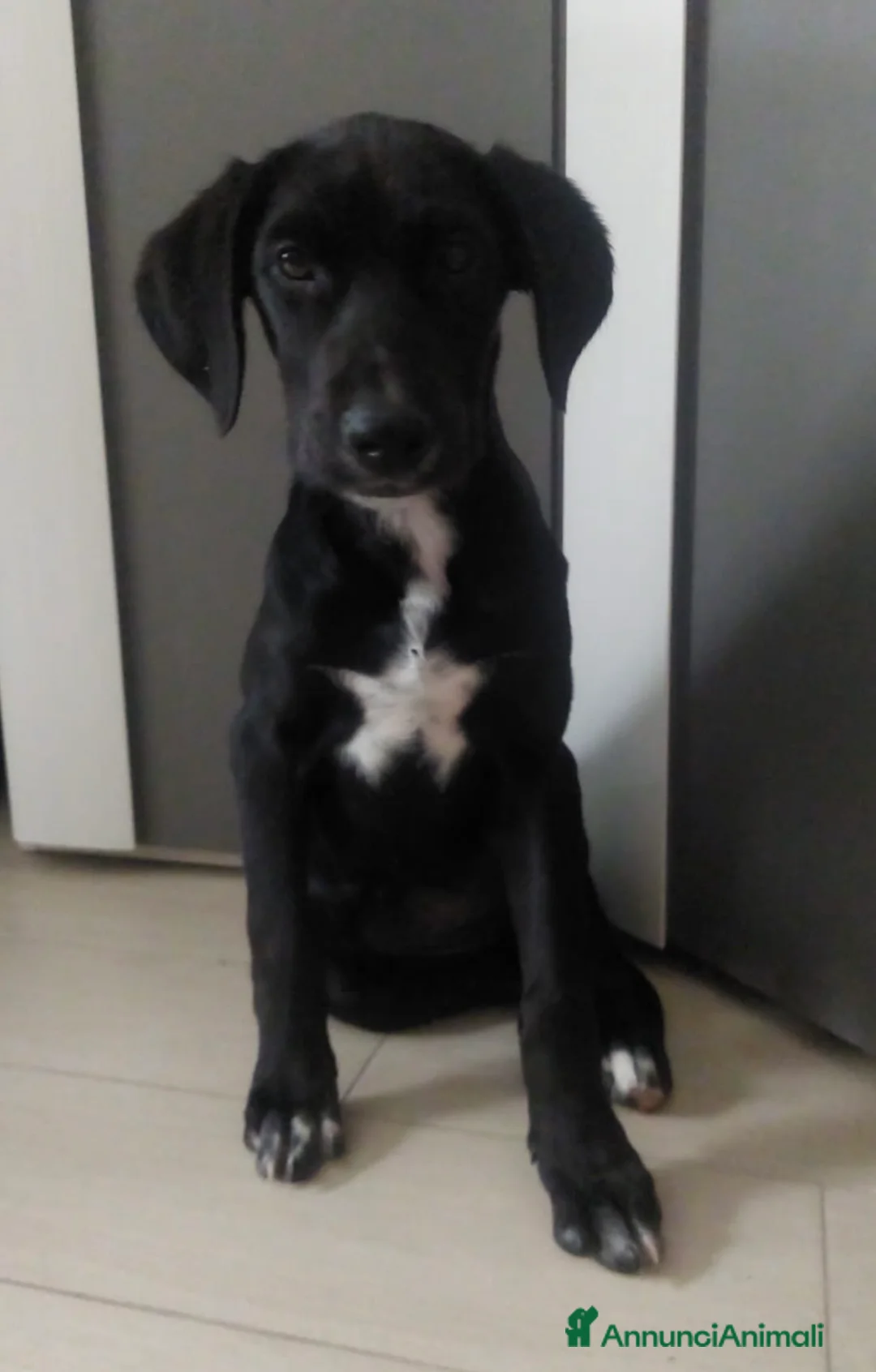 Meticcio cani in regalo: Ciccia la cucciola con la stellina bianca - Annuncio 1