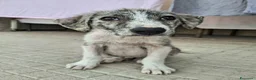 Meticcio cani in regalo: Silver 2 mesi taglia media  - Annuncio 4