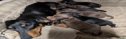 Bassotto cani in vendita: Bassotti Nani - Annuncio 12