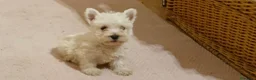 West Highland cani in vendita: west highland  - Annuncio 6