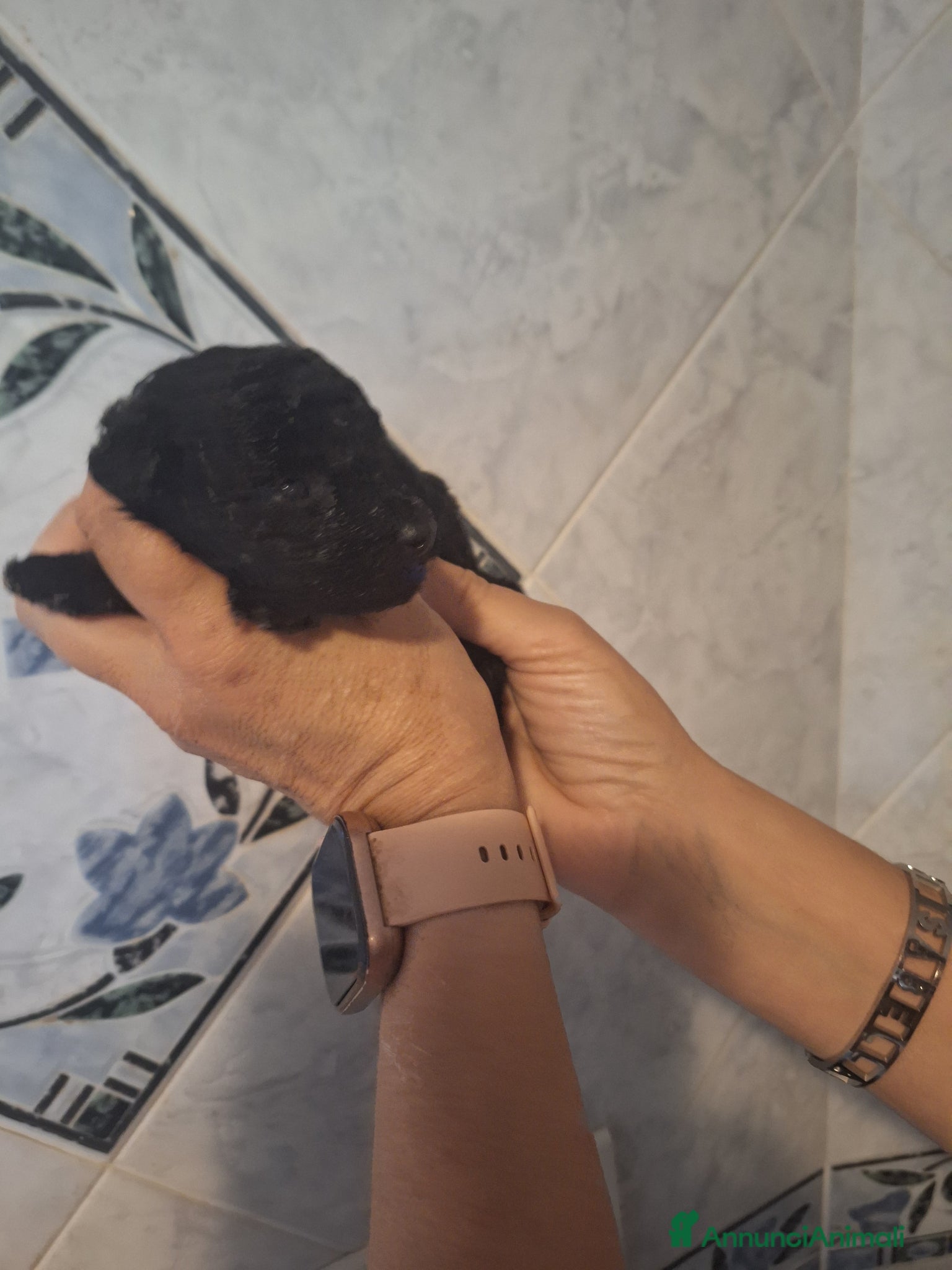 Barboncino Toy cani Barboncino toy femmina  - Annuncio 6