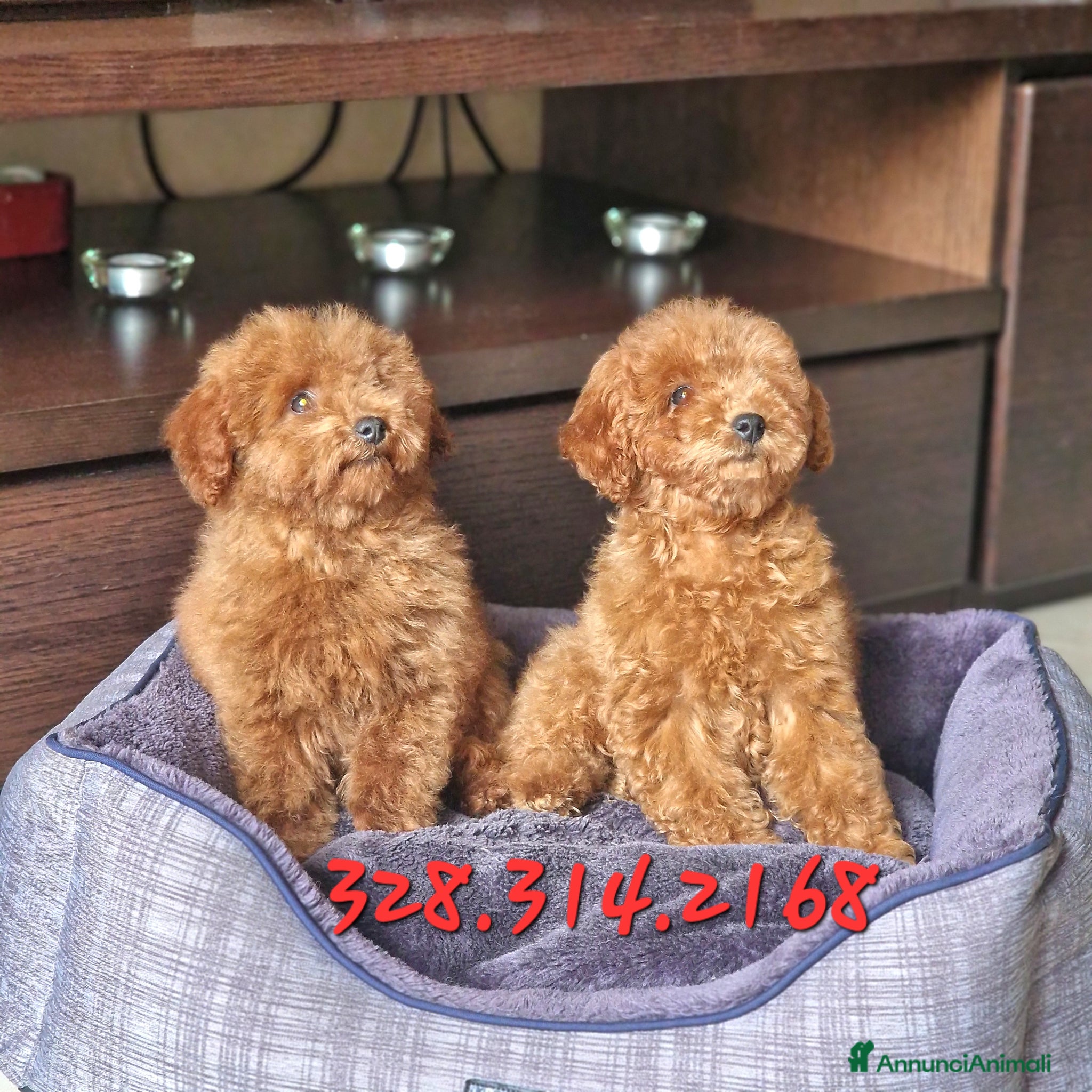 Barboncino Toy cani in vendita: Barboncino mini toy e Teacup Red brown  - Annuncio 3