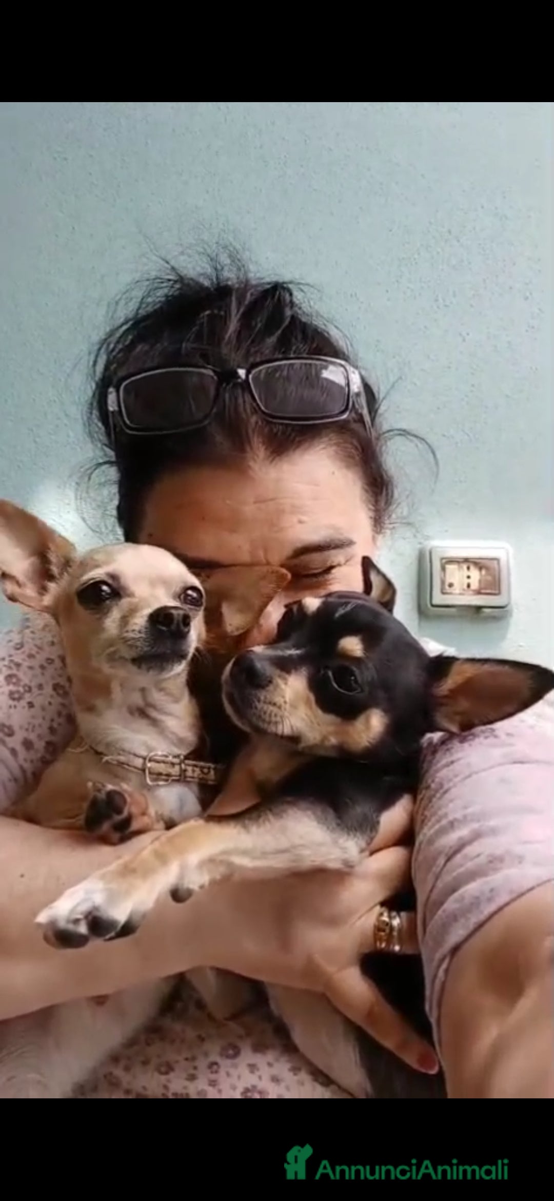 Chihuahua cani in vendita: Cuccioli di Chihuahua - Annuncio 5
