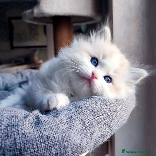 Immagine della galleria {{count}}